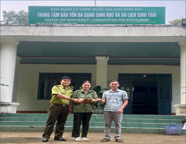 Tiếp nhận, chuyển giao thành công 01 cá thể Rùa núi vàng do người dân tự nguyện giao nộp